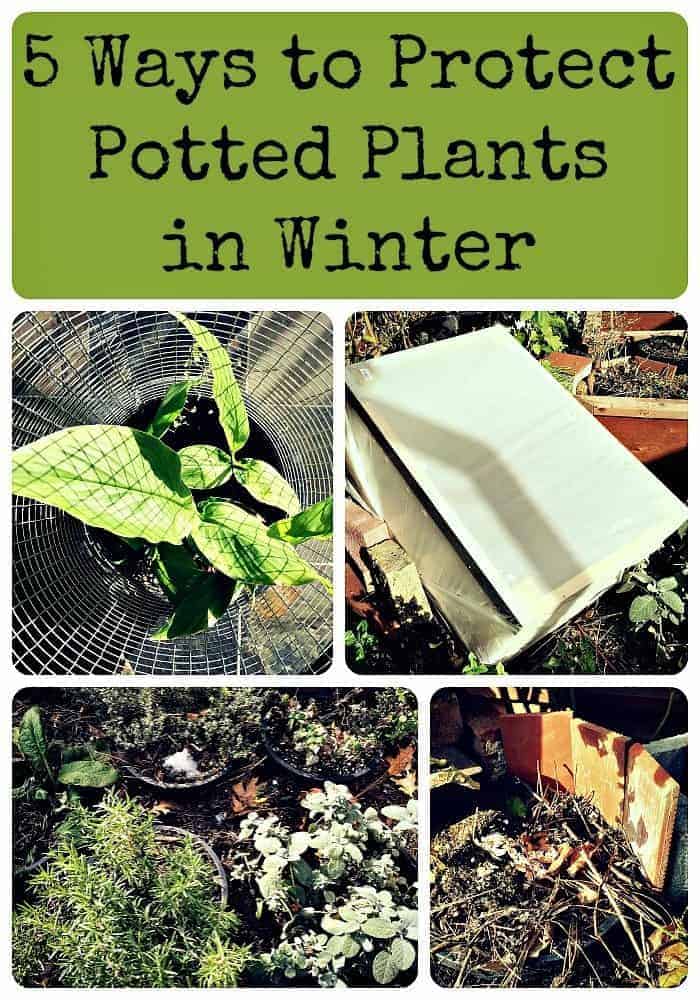 5-ways-to-protect-potted-plants-in-winter