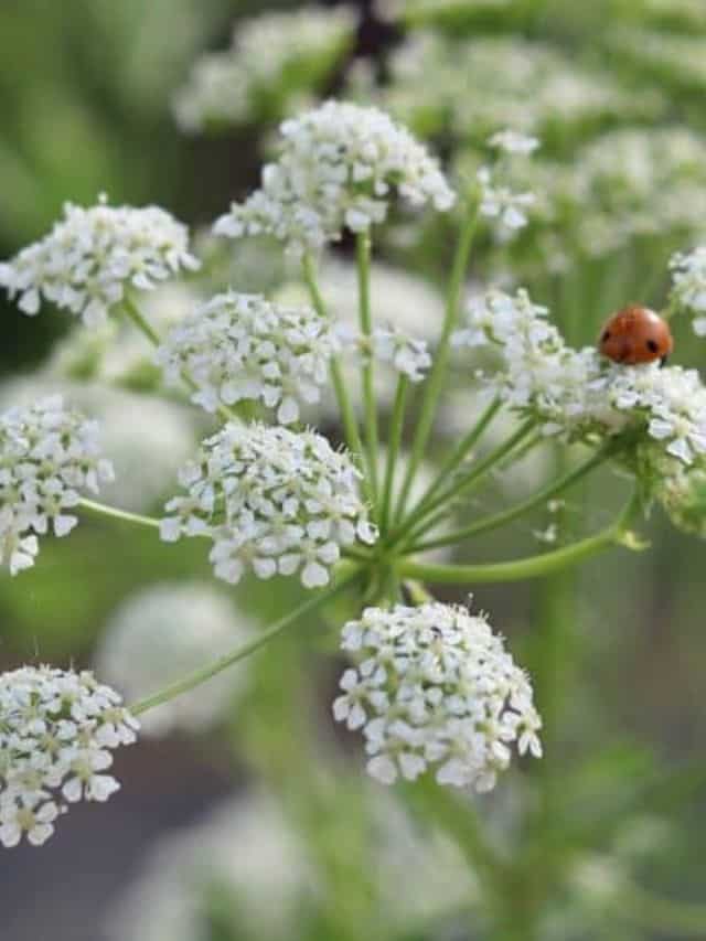 Poison Hemlock Identification Look Alikes Grow Forage Cook Ferment