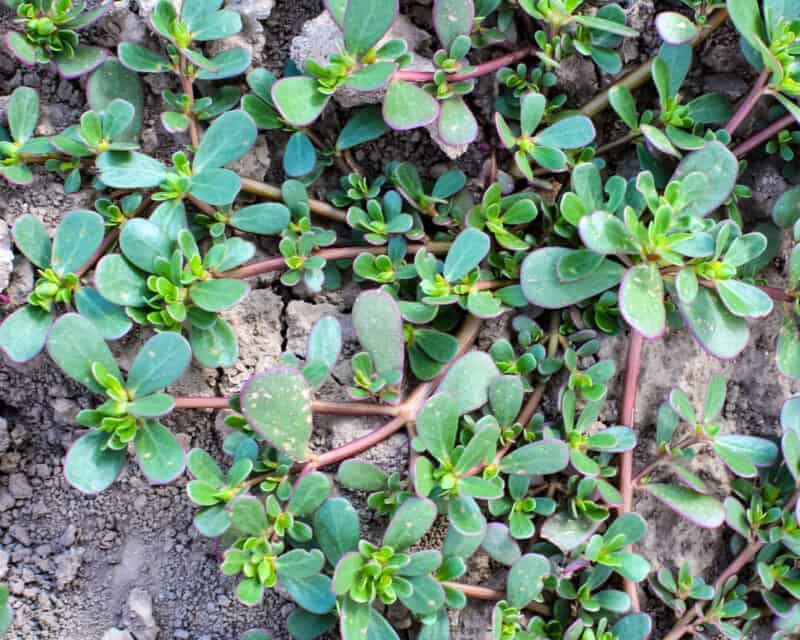 Foraging Purslane Identification Look Alikes And Uses