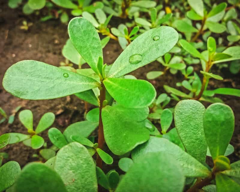 Foraging Purslane Identification Look Alikes And Uses