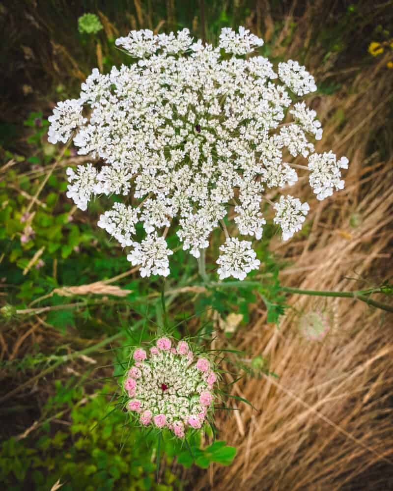 Queen Anne S Lace Fritters