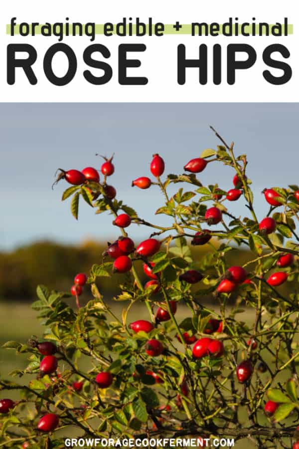 Foraging Rose Hips And Wild Rose Identification Harvesting And Uses