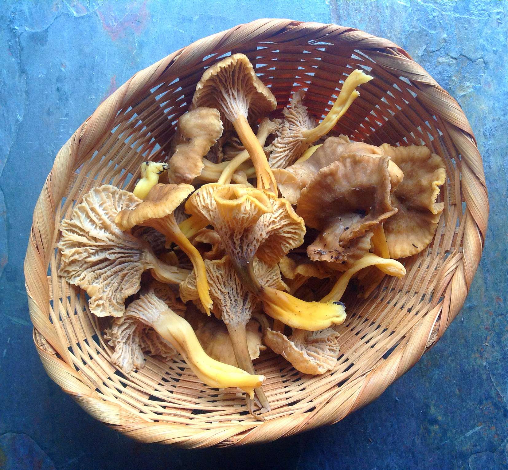 Chanterelles and Porcini Mushrooms in the Dehydrator Stock Photo