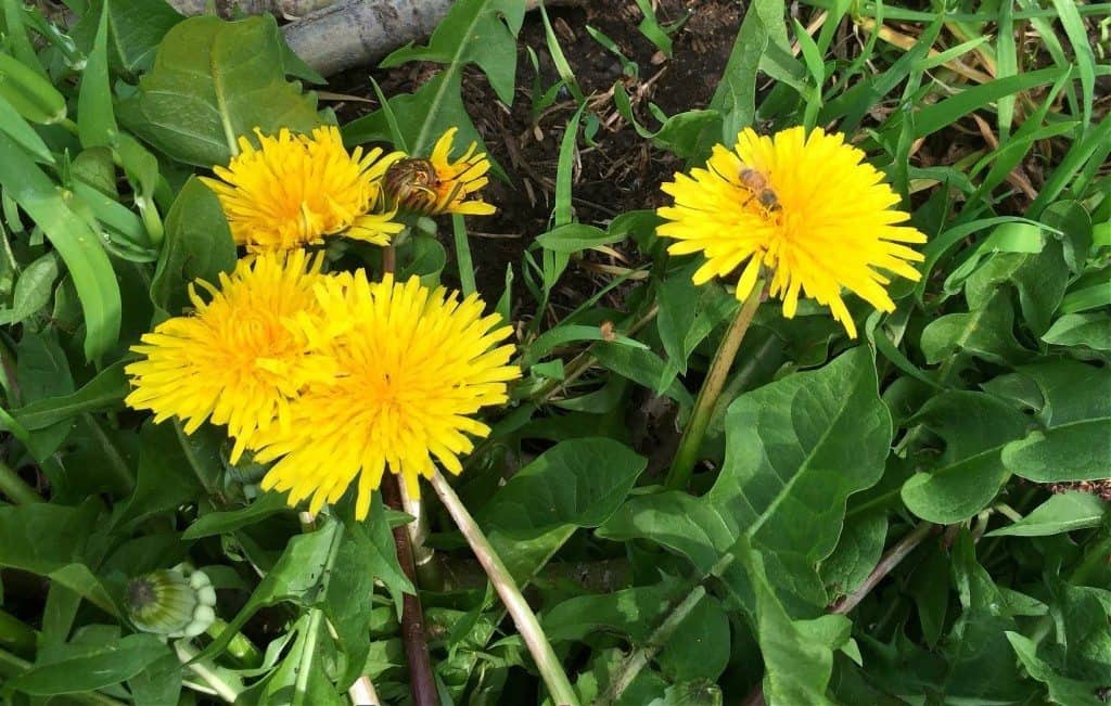 foraging-for-dandelion-root-edible-and-medicinal-uses