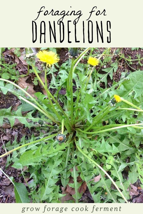 dandelion-foraging-identification-look-alikes-and-uses