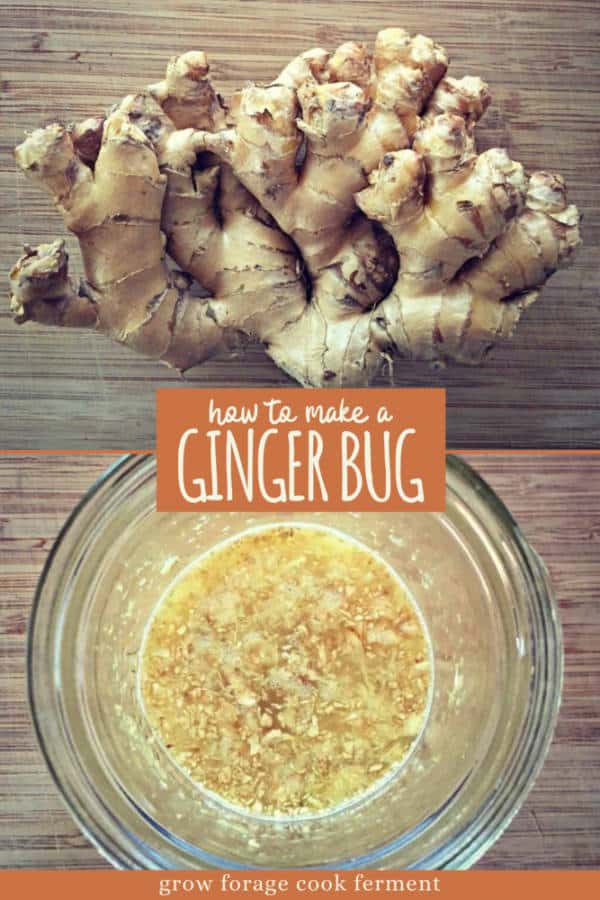 How to Make a Ginger Bug