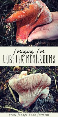 Foraging for Lobster Mushrooms