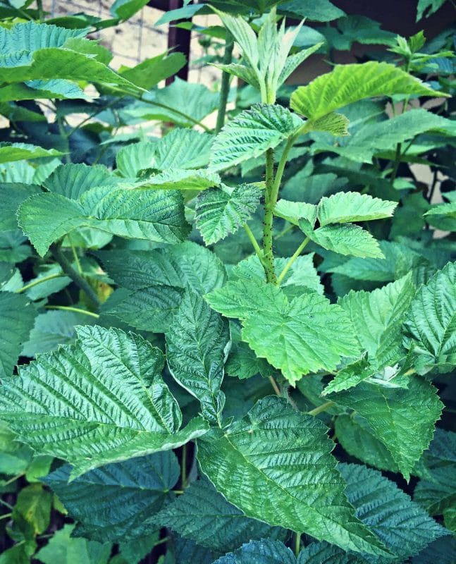 Growing and Foraging for Raspberries (and their leaves!)