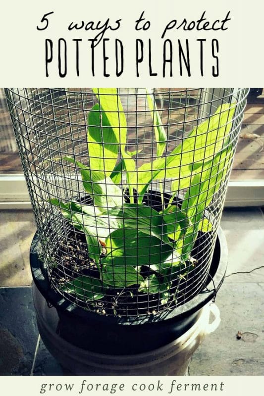 5 Ways to Protect Potted Plants in Winter