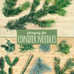 Foraging for Pine Needles (and other conifer needles)