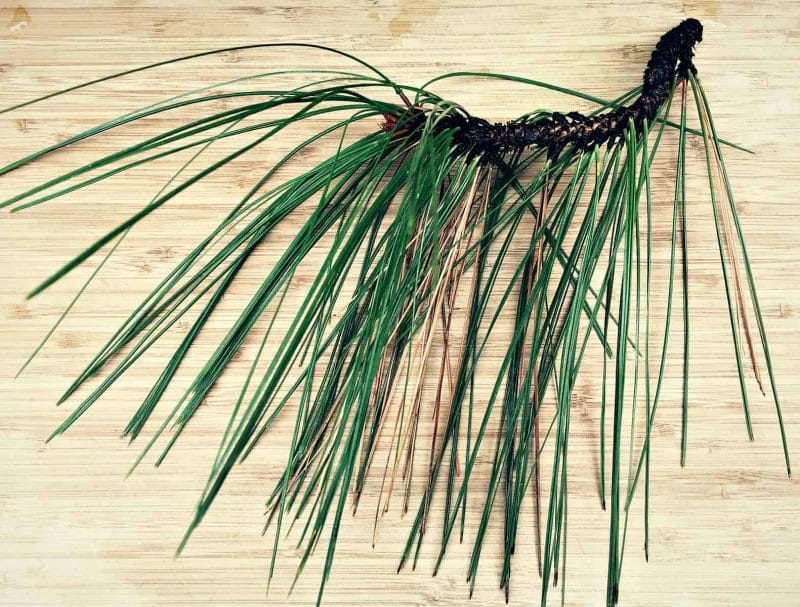 Foraging for Pine Needles (and other conifer needles)
