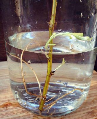 Foraging for Willow