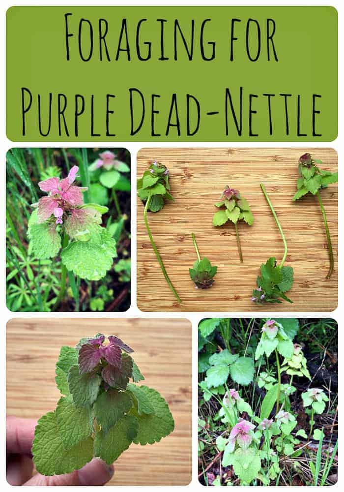 Foraging for Purple Dead Nettle