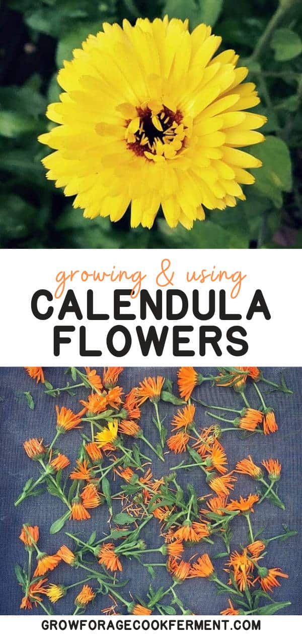 10 Reasons to Grow Calendula for Your Garden, Food, and Health