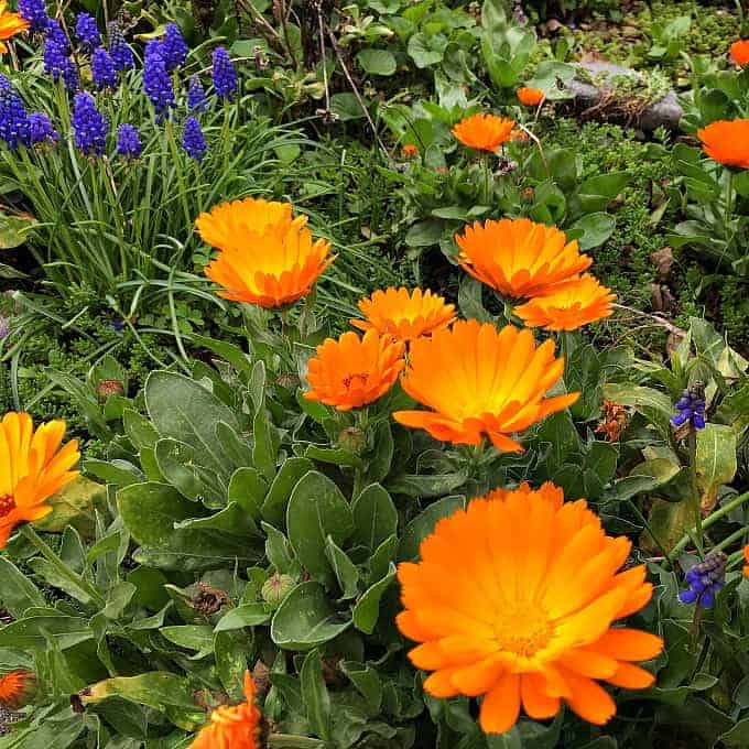 calendula garden