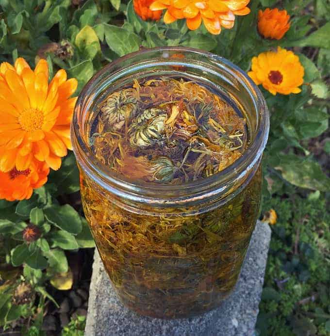 calendula infused oil