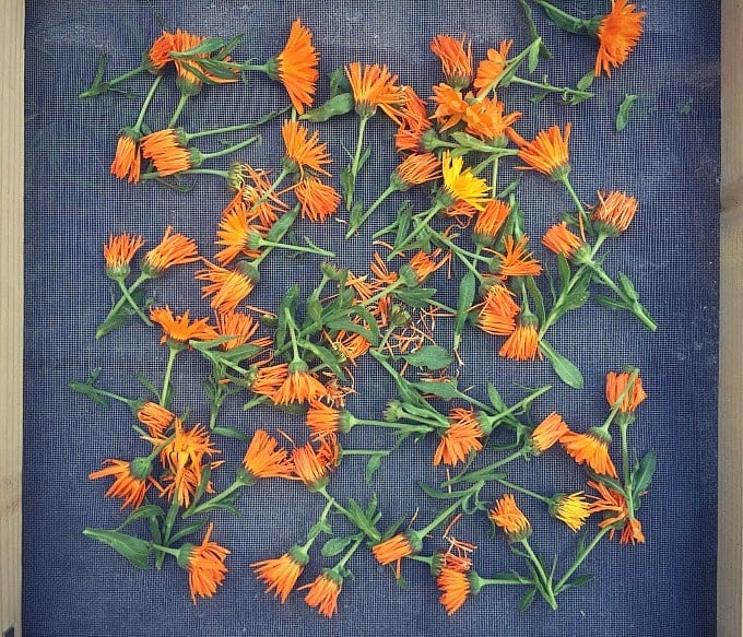 drying calendula