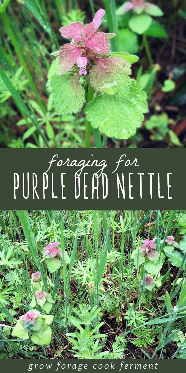 Foraging for Purple Dead Nettle: an edible backyard weed