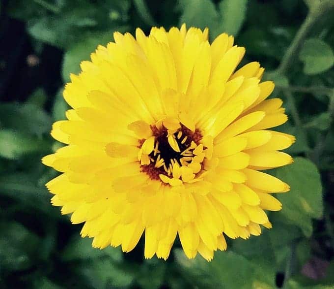 yellow calendula