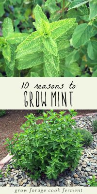 10 Reasons To Grow Mint (without Fear)