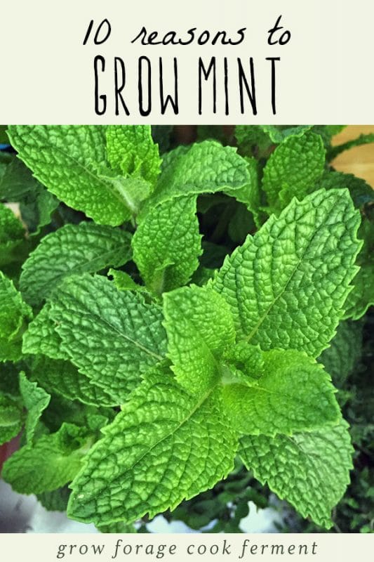 10 Reasons to Grow Mint (Without Fear)