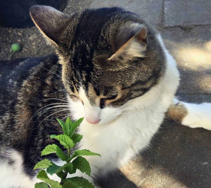 Katze riecht nach frischer Minze