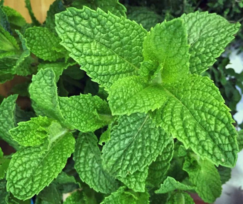 10-reasons-to-grow-mint-without-fear