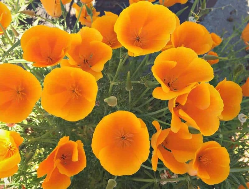 Foraging for Wild Poppies (California Poppies)