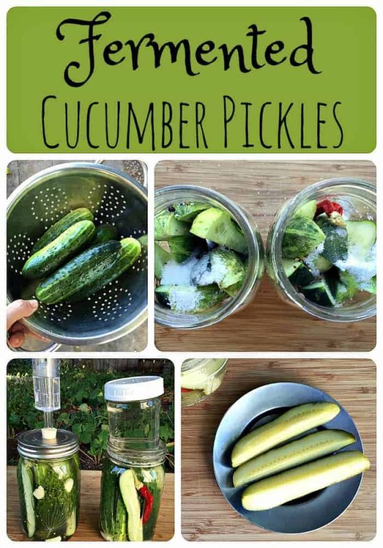 fermented-cucumber-pickles