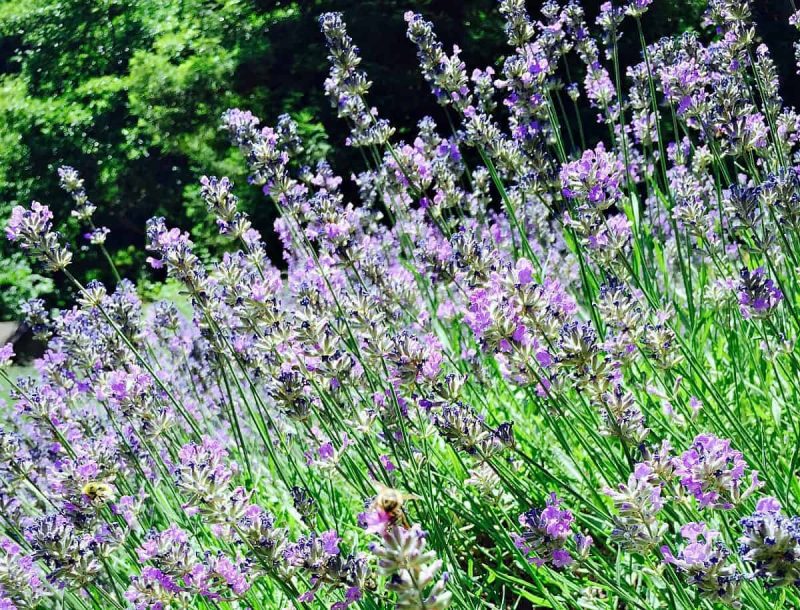 Lavender in the Garden
