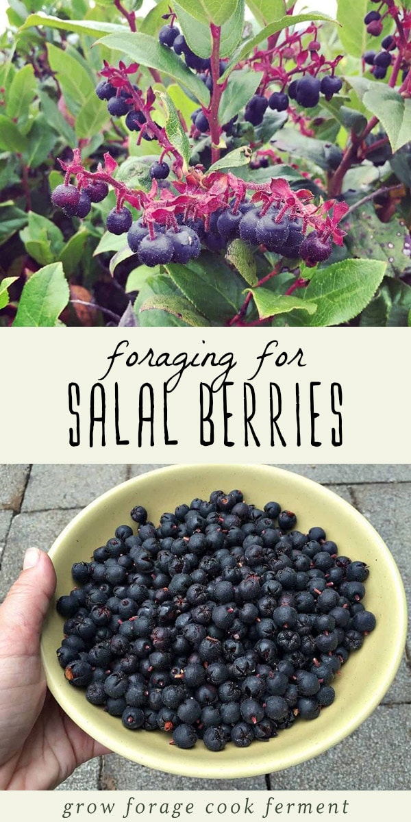 Foraging for Salal Berries and Leaves