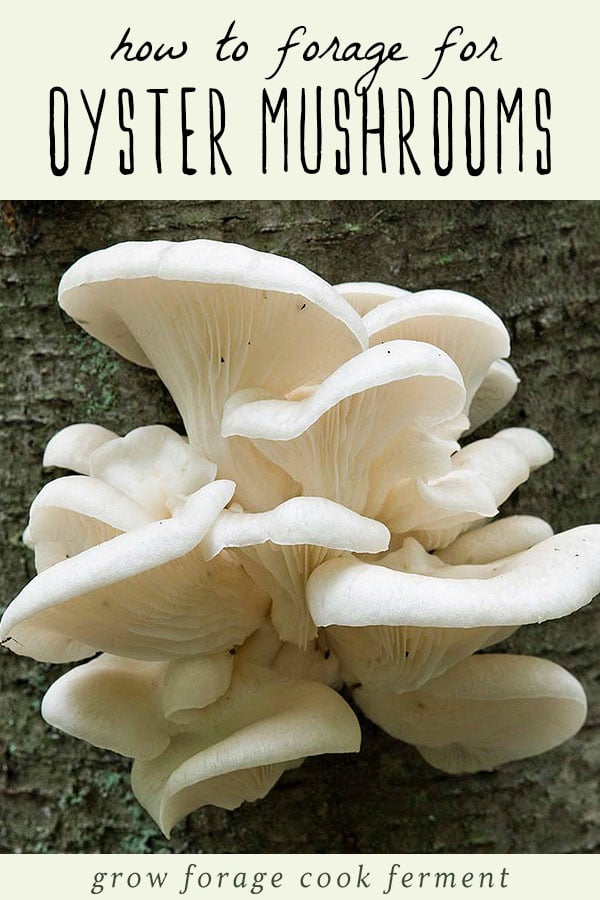 Foraging for Oyster Mushrooms