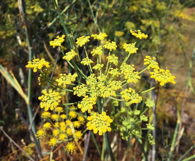 Foraging for Wild Fennel