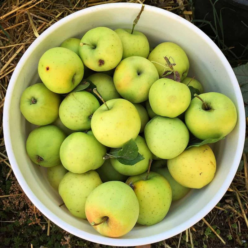 https://www.growforagecookferment.com/wp-content/uploads/2016/10/bucket-of-apples.jpg