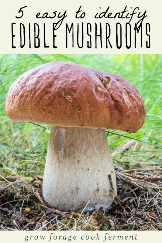 5 Easy to Identify Edible Mushrooms