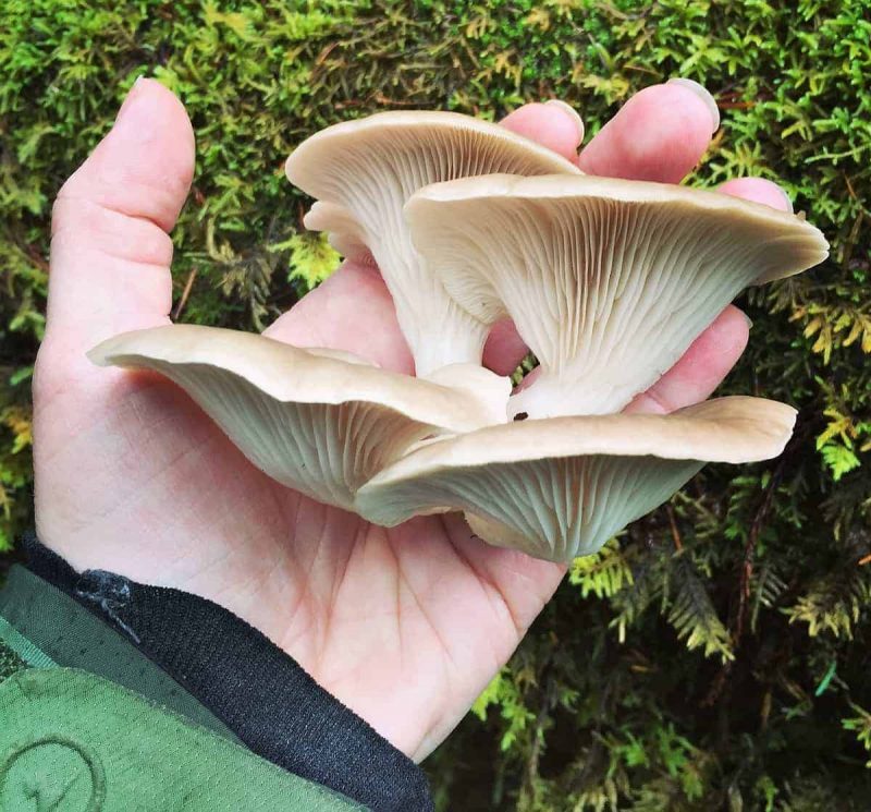 edible wild mushrooms identification