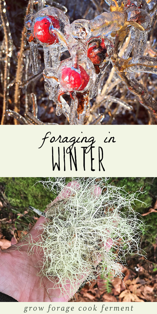 What To Forage In Winter 30 Edible And Medicinal Plants And Fungi