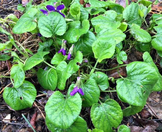 Foraging For Wild Violets An Edible Early Spring Flower 