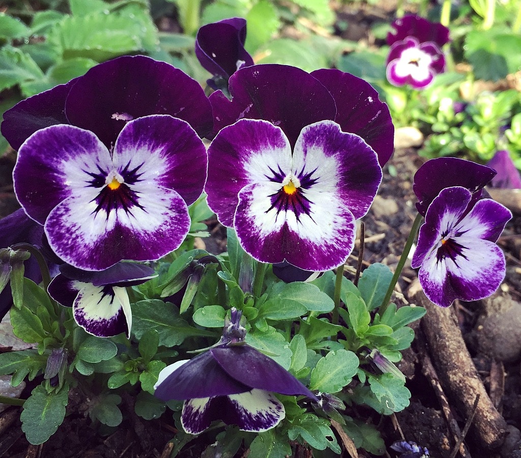 How to Grow and Use Violas + Sweet Viola Bath Soak Recipe