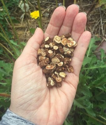 Roasted Dandelion Root Coffee with Chicory Root & Cinnamon