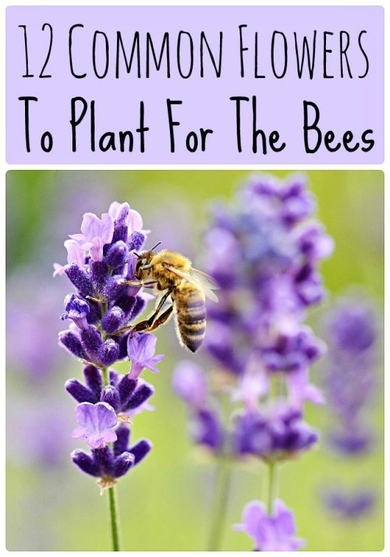 12 Common Flowers to Plant for the Bees (that are good for us too!)