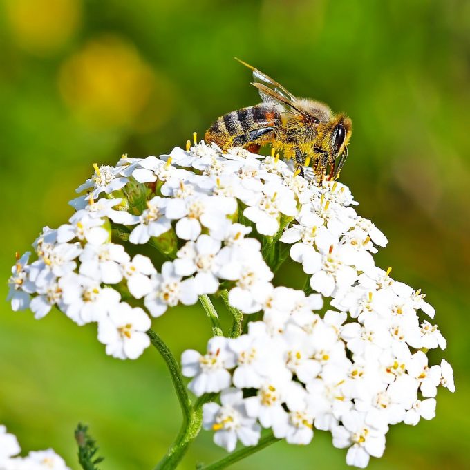 Planting a Bee Garden 12 Flowers for the Bees (that are good for us too!)