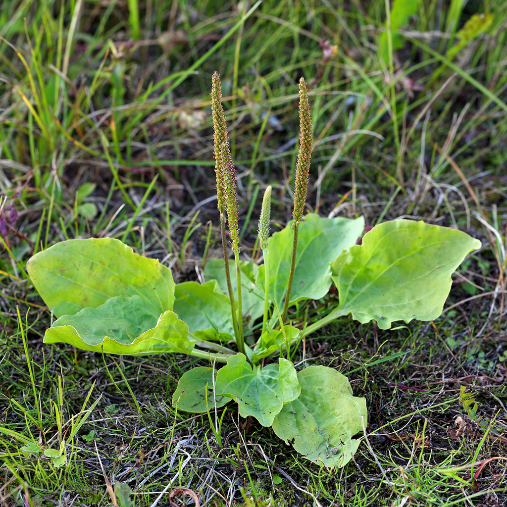 What to Forage in Spring: 20 Edible and Medicinal Plants and Fungi