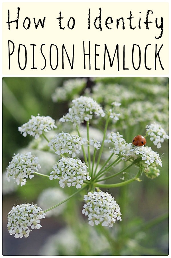 Poison Hemlock How To Identify And Potential Look Alikes