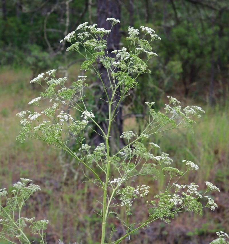 poison-hemlock-how-to-identify-and-potential-look-alikes