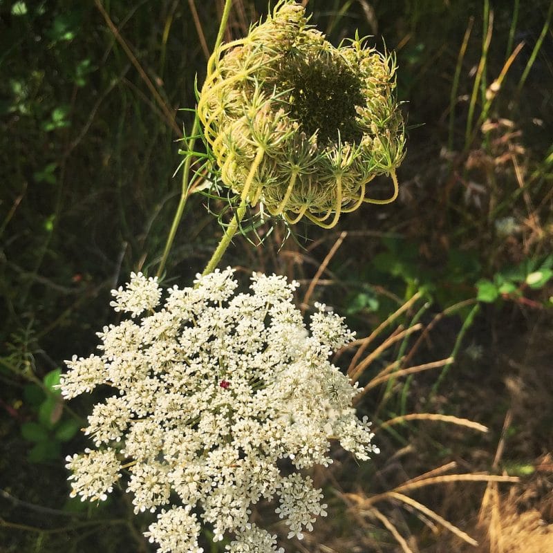 plant resembling queen anne's lace