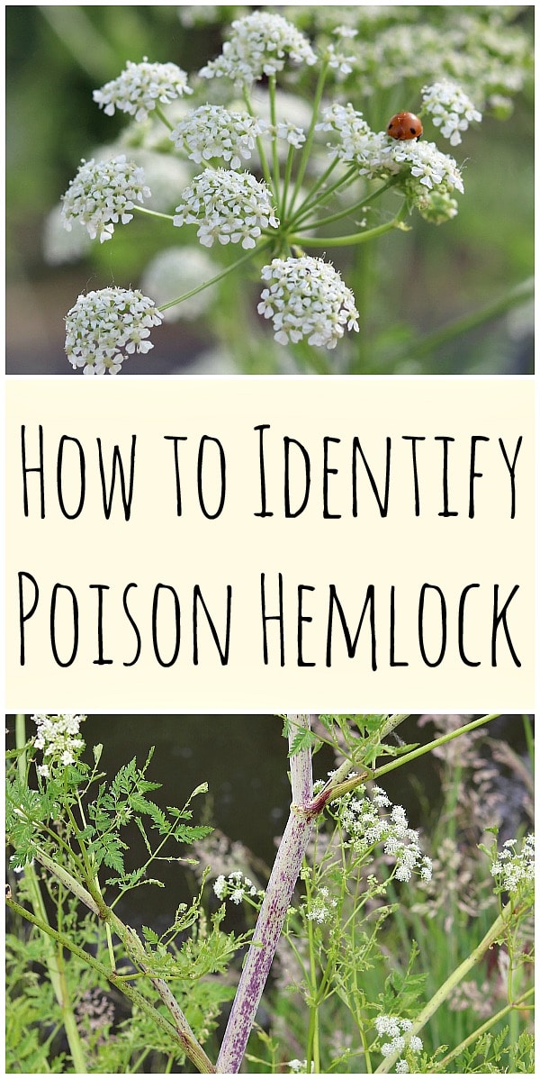 poison-hemlock-how-to-identify-and-potential-look-alikes