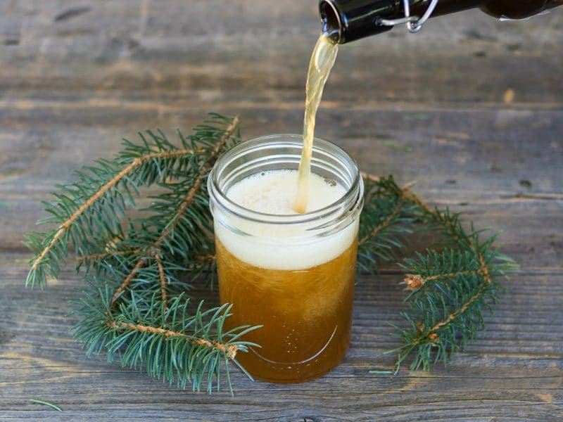 Spruce Beer Homebrew Recipe (made with spruce tips)