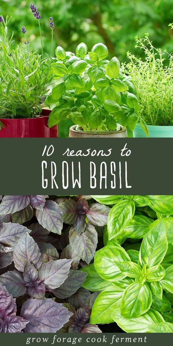 10 Reasons to Grow Basil for Food, Health, and the Garden