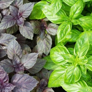 10 Reasons to Grow Basil for Food, Health, and the Garden